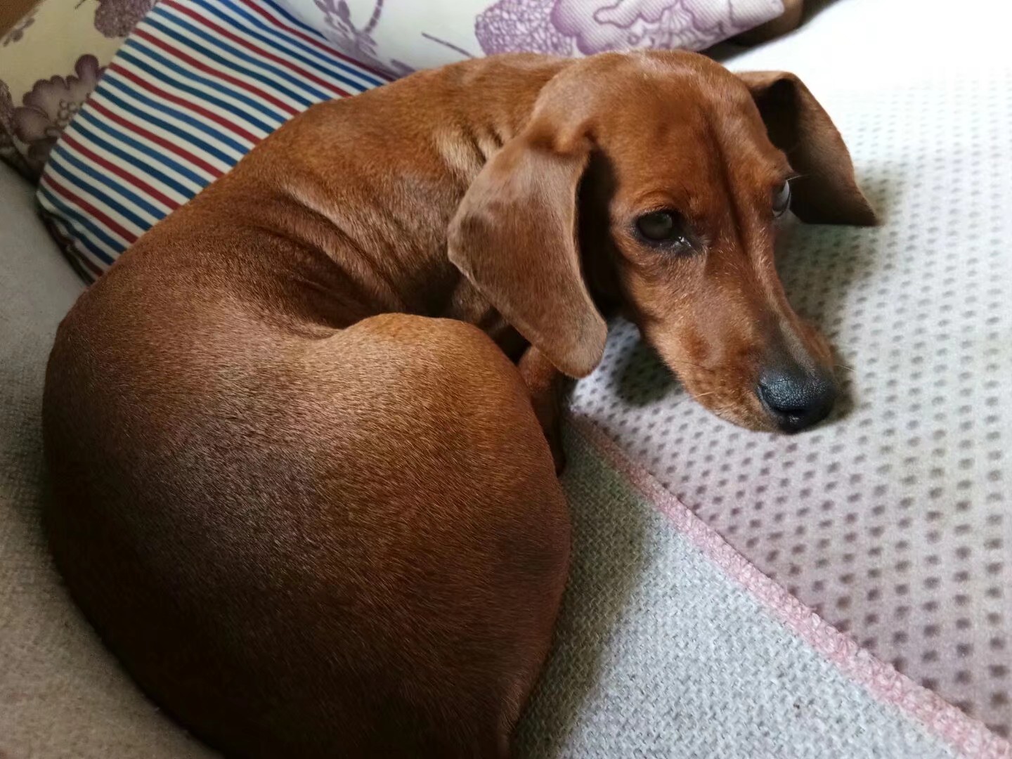南昌南昌腊肠犬咖啡走失寻狗启事