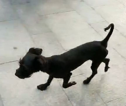 青岛寻找小黑田园犬