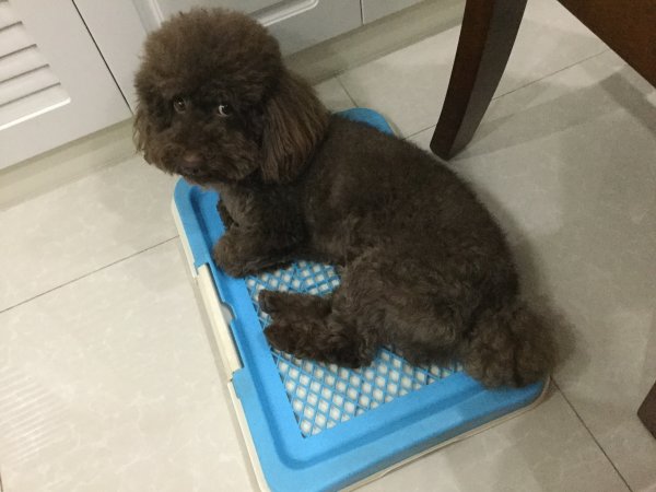 苏州南环新村小公园丢失泰迪寻狗启事