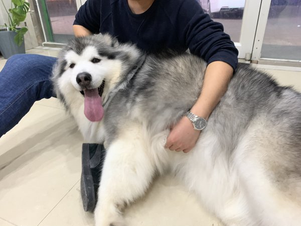 南昌寻狗启事：急寻爱犬阿拉斯加，姓名胖子，重金酬谢