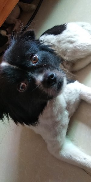 海口火车站附近寻找爱犬小白的启事