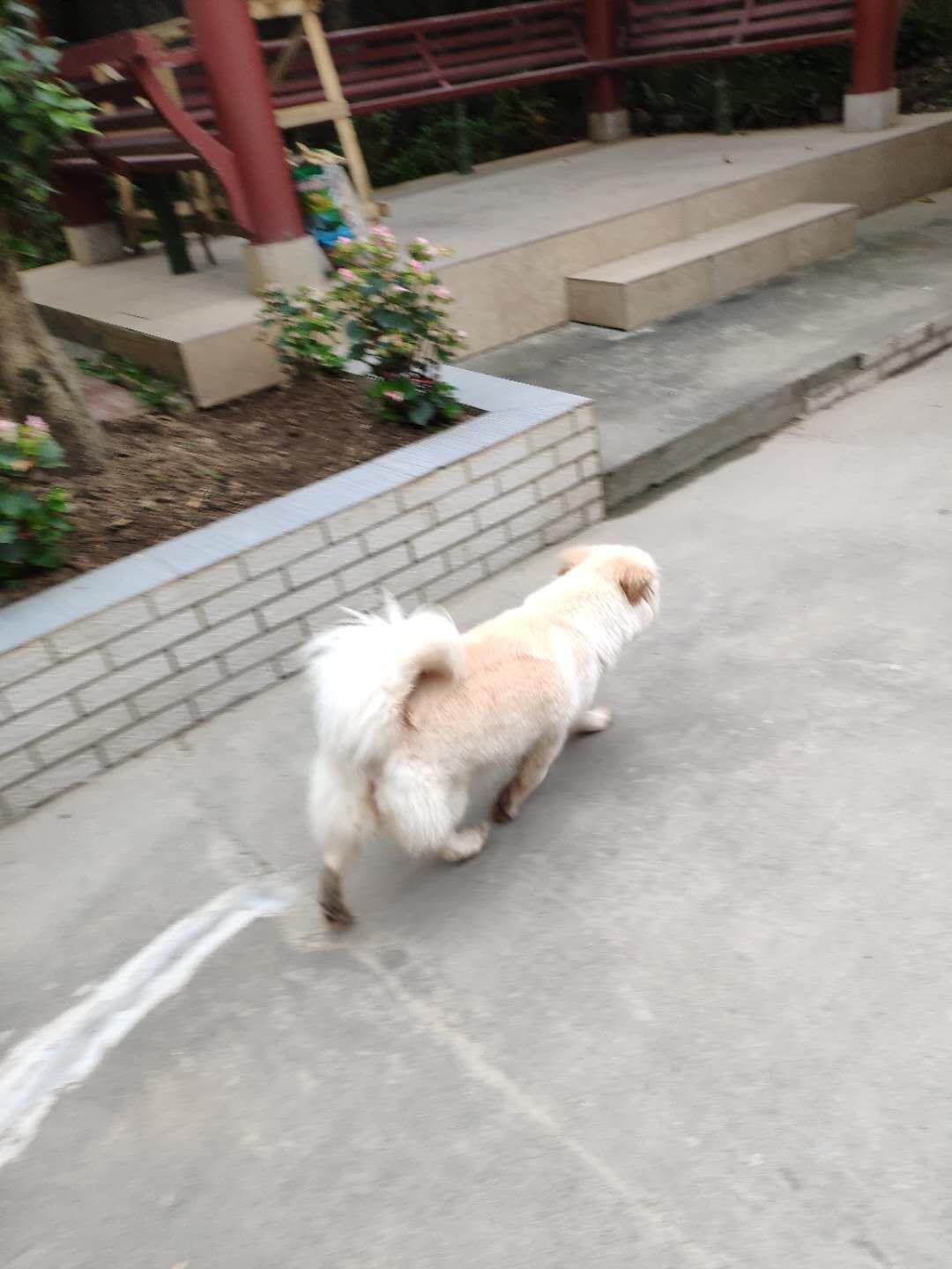 前天福州螺洲街菜市场走失白色狗狗熊熊寻狗启事