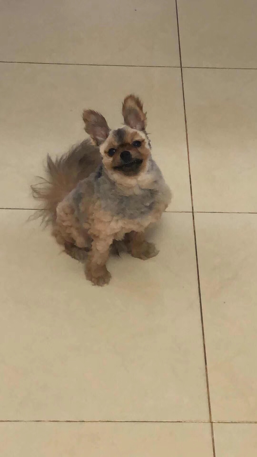 寻找博美小白