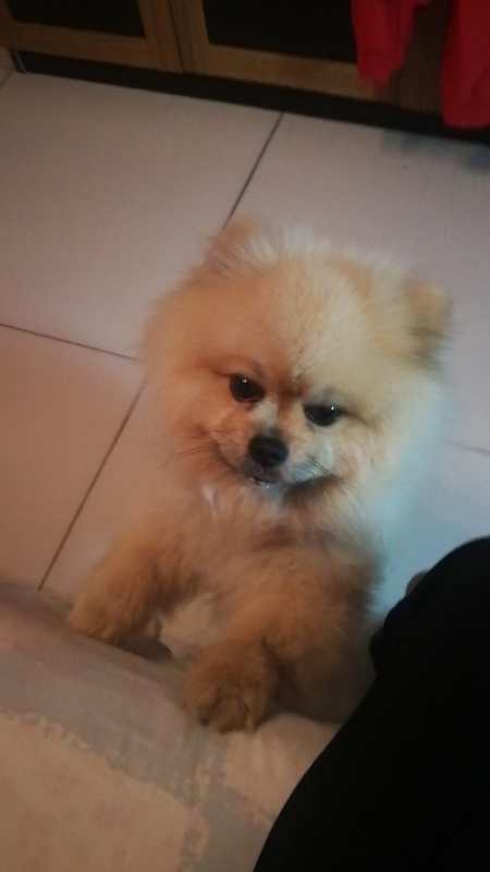 寻找爱犬，米黄色博美