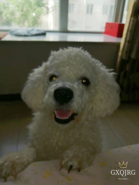 西安寻找比熊犬阿福