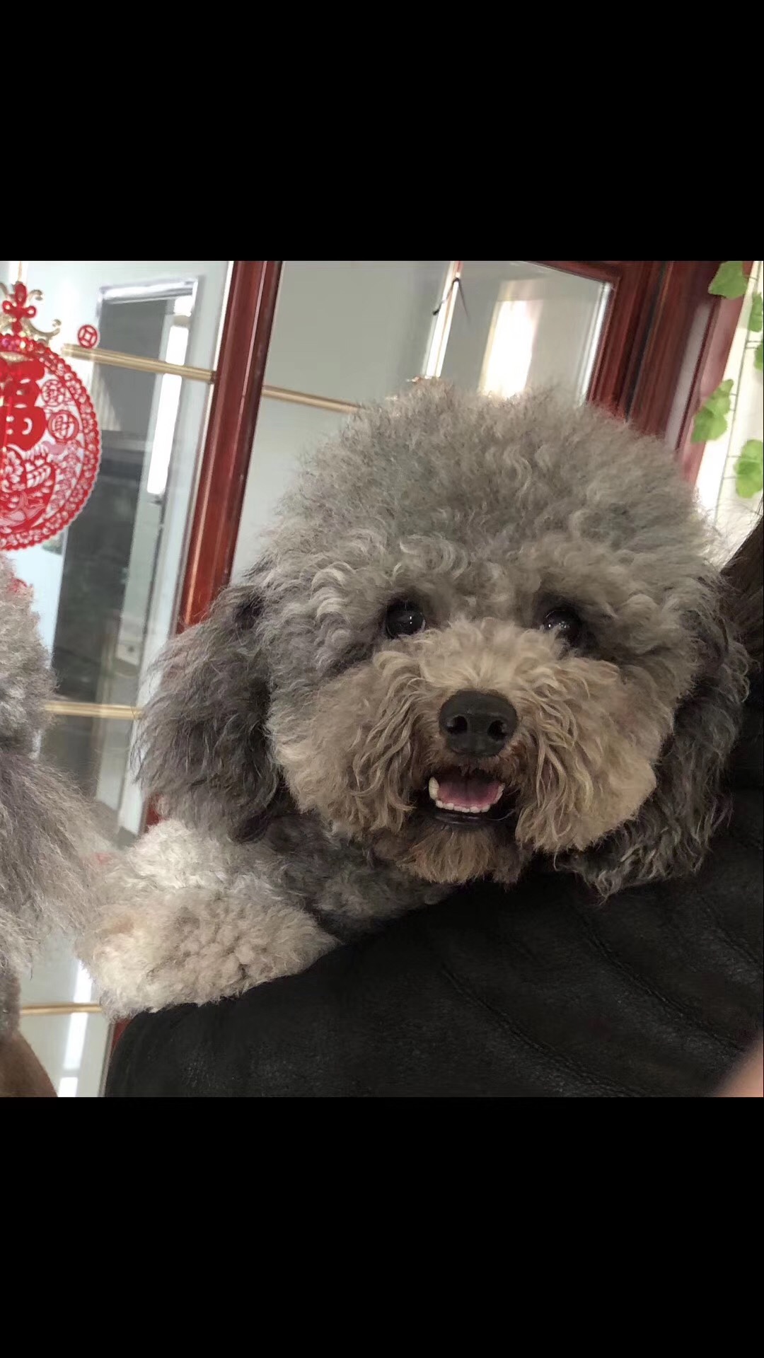 徐州寻找四年灰色泰迪爱犬