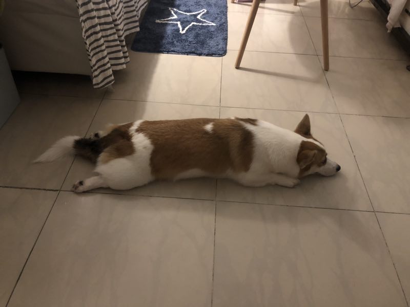 寻找柯基小柯的主人