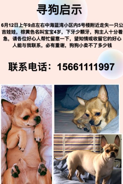 呼和浩特赛罕区寻狗启事：小黄失踪，请帮忙寻找