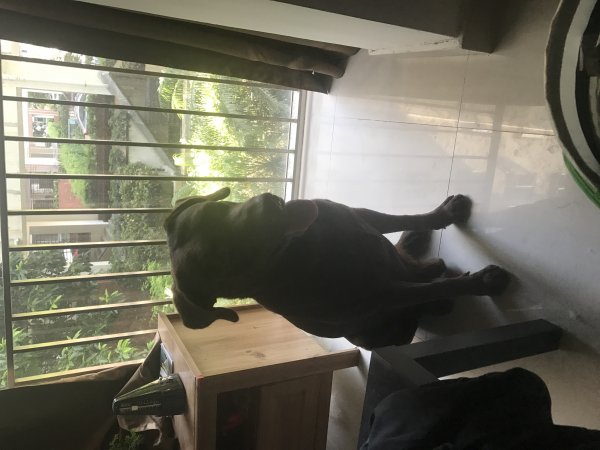 西丽走失拉布拉多寻狗启示