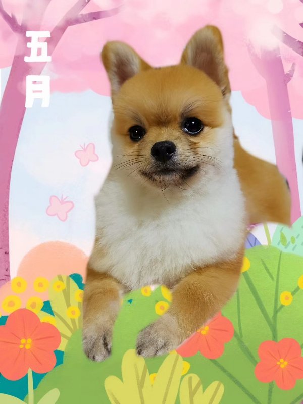 温州新城球山花园走失的黄色博美犬