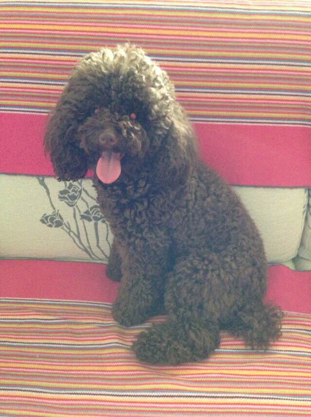 贵宾犬小贵走失，急需寻找！
