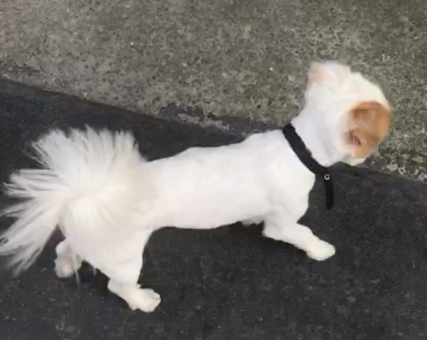 上海寻狗启事：寻找有灰褐色右耳朵的小白