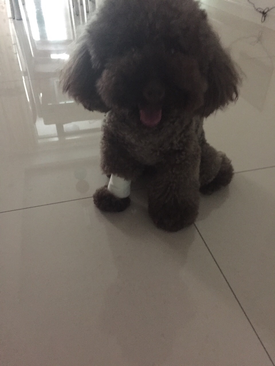 苏州吴中区巧克力泰迪女儿走失寻回启事