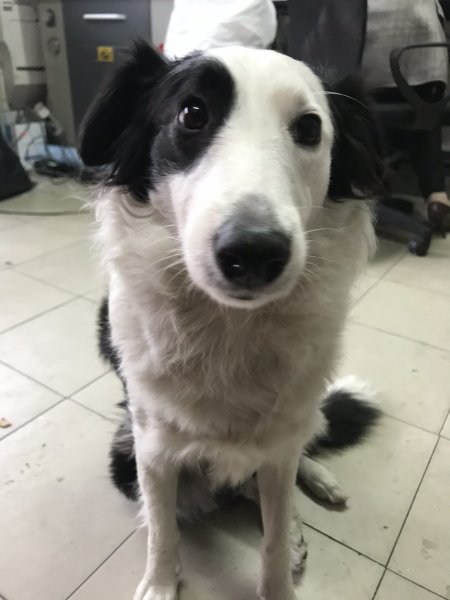 寻找失踪边境牧羊犬二傻，酬金5000元，感铭五内