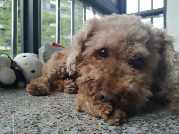 前天广东中山大鳌溪新村走失贵宾犬寻狗启事