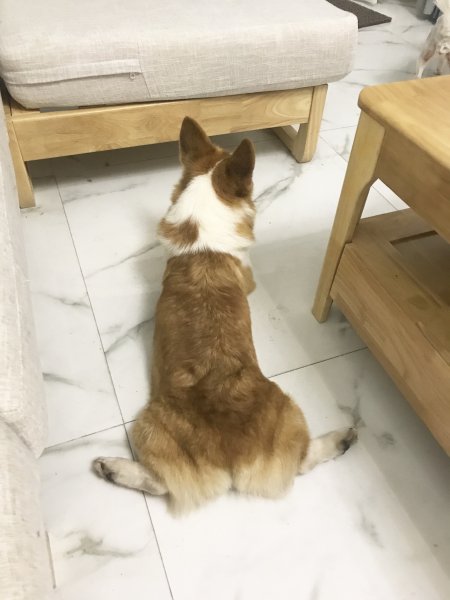 角美走丢柯基寻主人