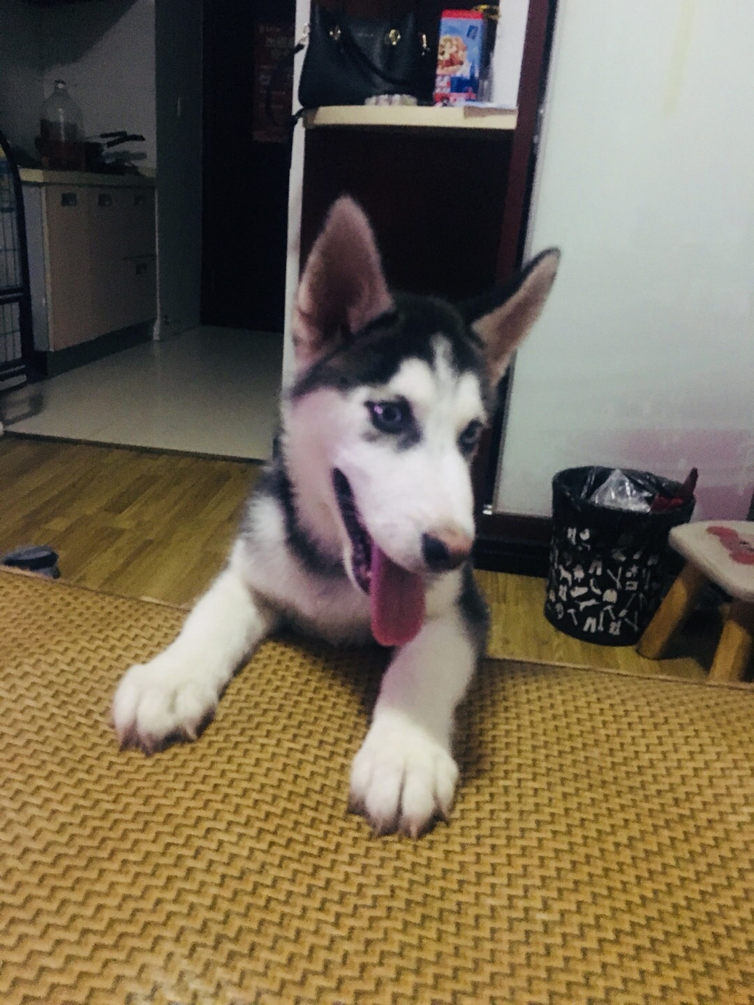 杭州拱墅区万达广场附近丢失哈士奇宝宝芒果寻找启事