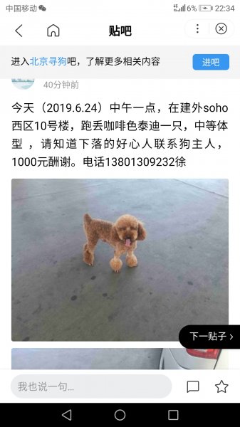 北京建外soho，10号楼寻找失踪的2岁咖啡色男泰迪