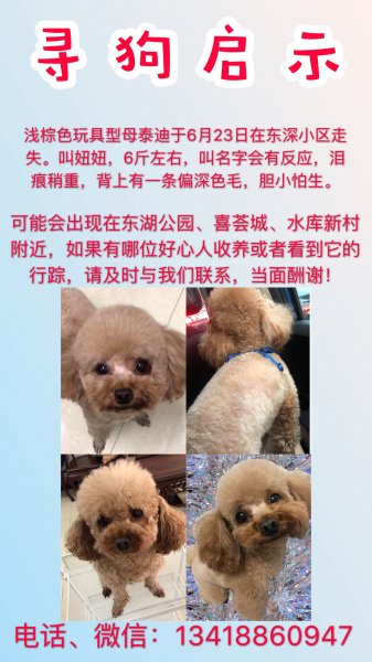 深圳罗湖区东深小区走失母泰迪妞妞寻狗启事
