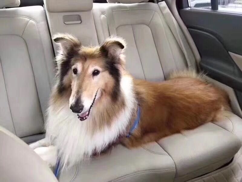 寻亲启示：牧羊犬小白走失在朝阳公园南路，急需回家！