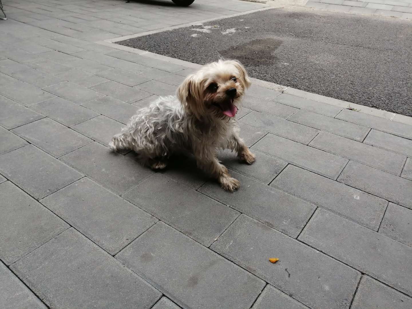 北京通州区失落约克夏小花寻找狗主人