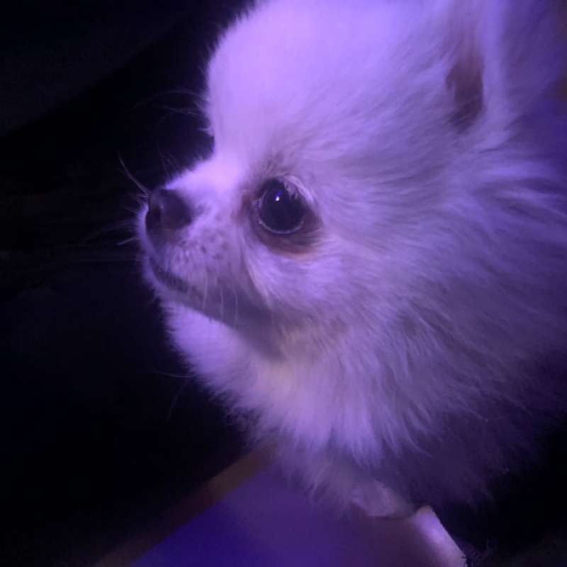 寻找失踪的小型博美犬雪球