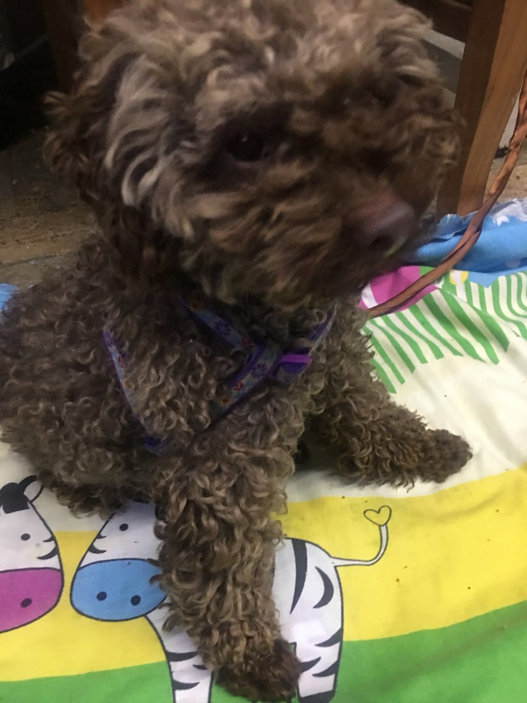 南宁泰迪犬招领启事：寻狗主人