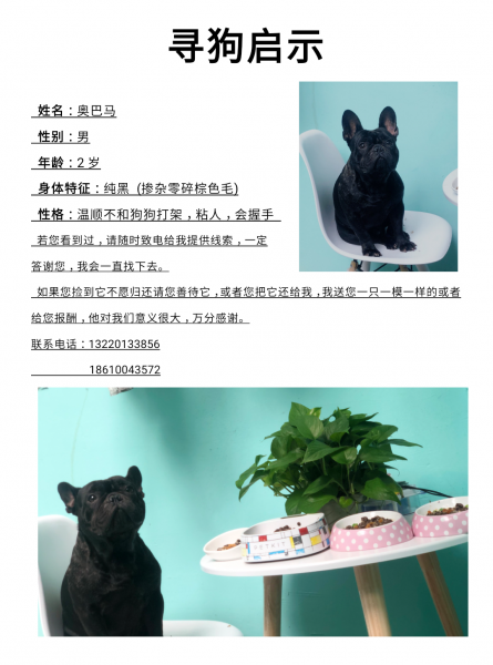 江苏南京秦淮区中山陵岗明丽汽车附近丢失宠物寻找启事