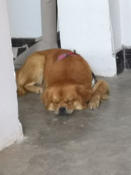 成都黄色田园犬寻狗启事