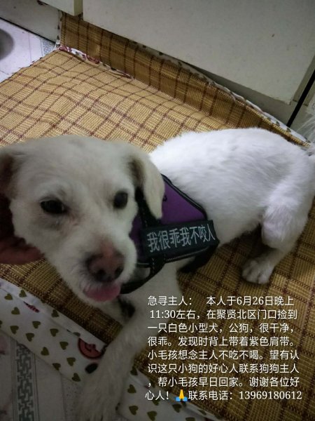 济南急寻小白狗主人