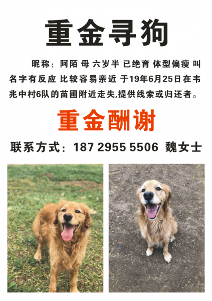 重金寻狗 韦兆中村水库附近走丢：寻找金毛犬米米的家庭