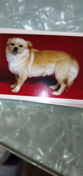寻狗启事：漳州江滨花园失踪田园犬—扇贝