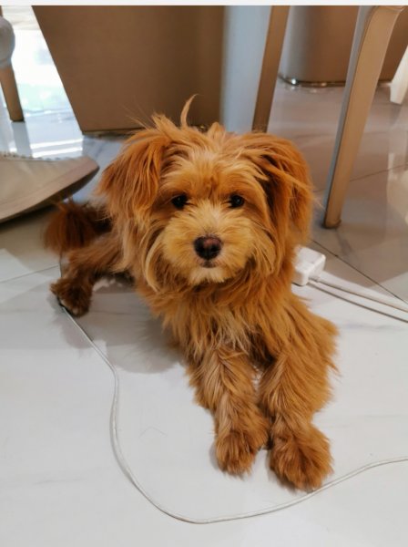 重庆泰迪串妹妹寻主人