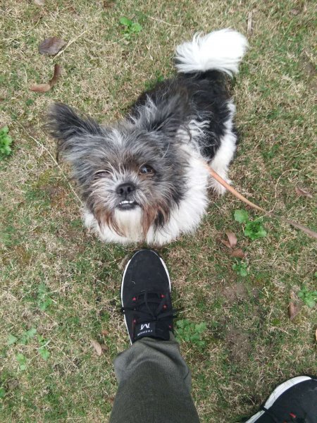 寻找失踪的vv犬 安徽芜湖大阳公园走失信息