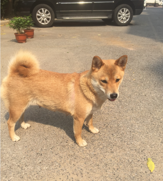 天津寻找爱犬旺财启事