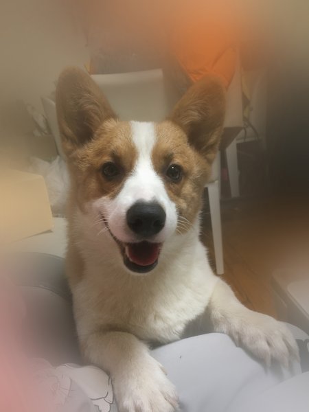 李沧区下街走失狗子寻主人