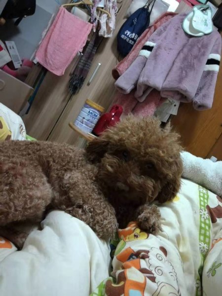 寻找小白：杭州金星桃源居附近的棕色泰迪丢失消息