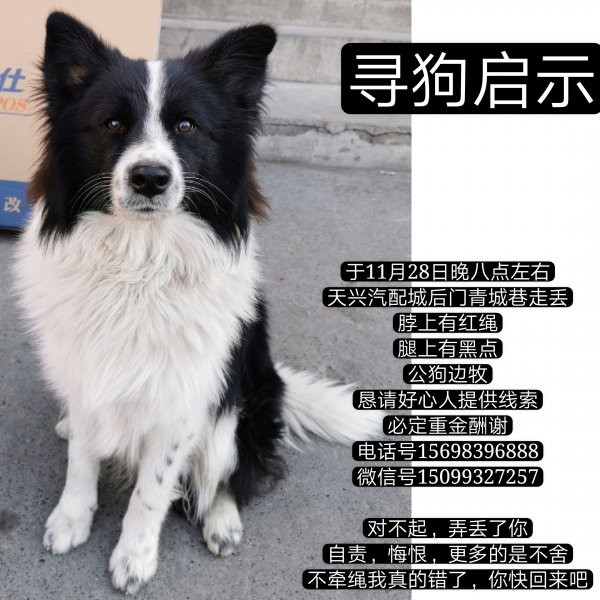 寻找牧羊犬旺财