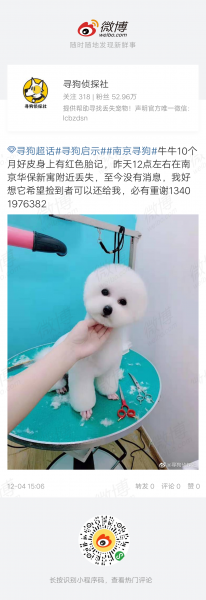 南京区域寻狗：小白走失寻找启事