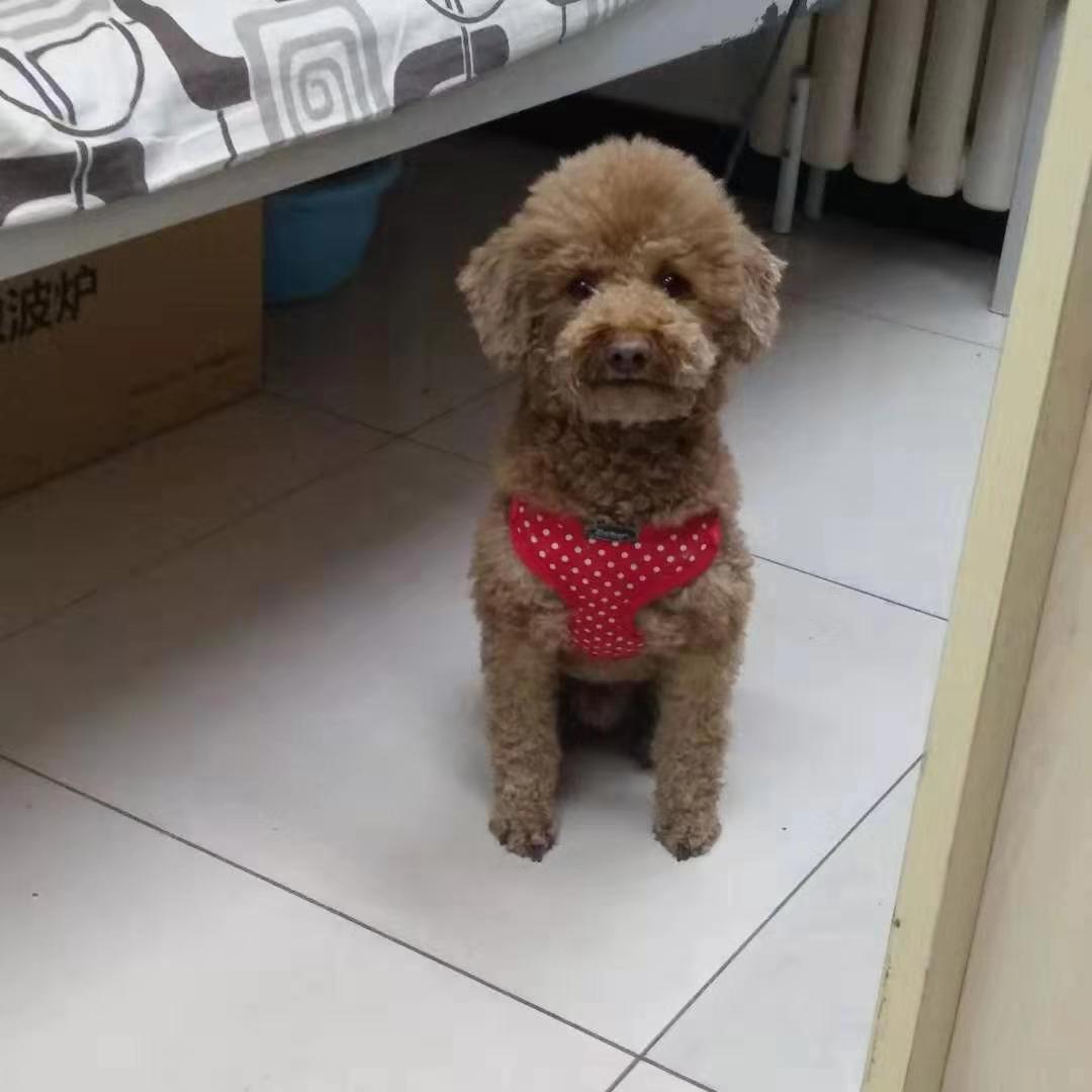 寻找失落的小宝