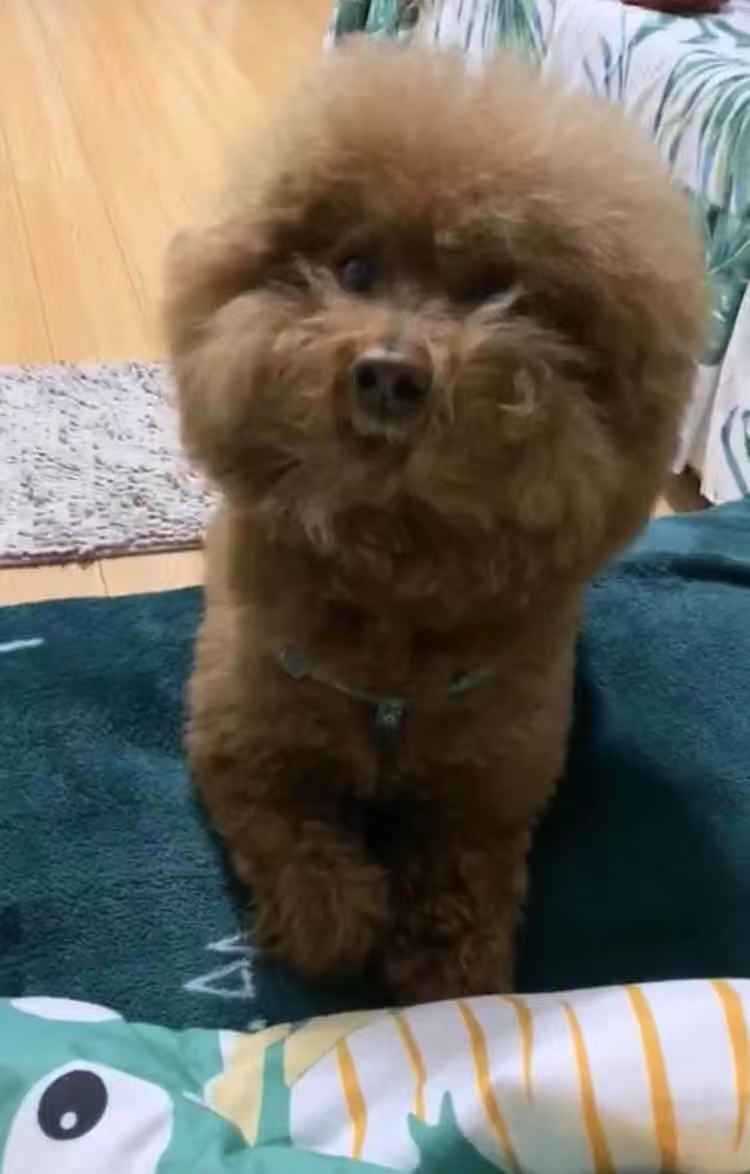 失踪泰迪犬仔仔寻回启事