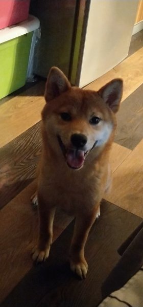 沈阳柴犬初六走失寻狗启事
