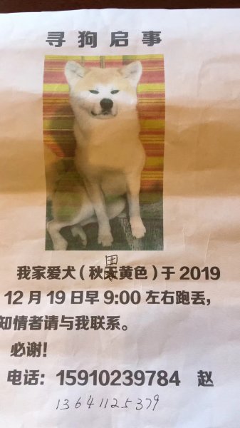 北京西四附近寻找走失的秋田小黄