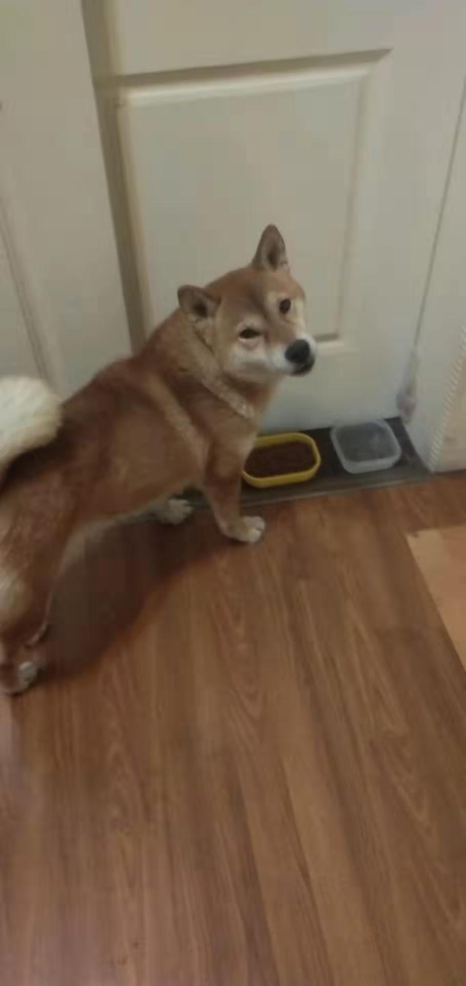 上海柴犬小白12/14晚零陵路宛平南路附近走失