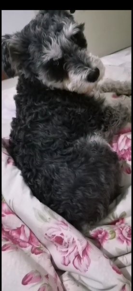 太原下元二小区寻狗启事