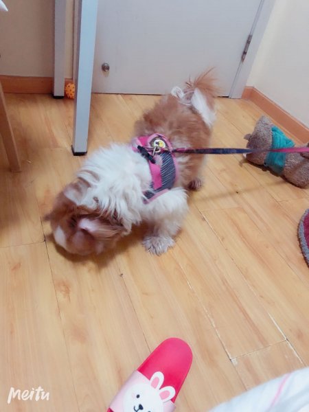 寻西施狗溜溜丢失启事