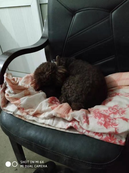 北京房山区政府前广场丢失深棕泰迪犬寻狗启事