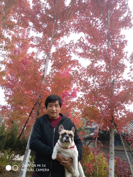 寻找斗牛犬八饼，皇姑区失踪