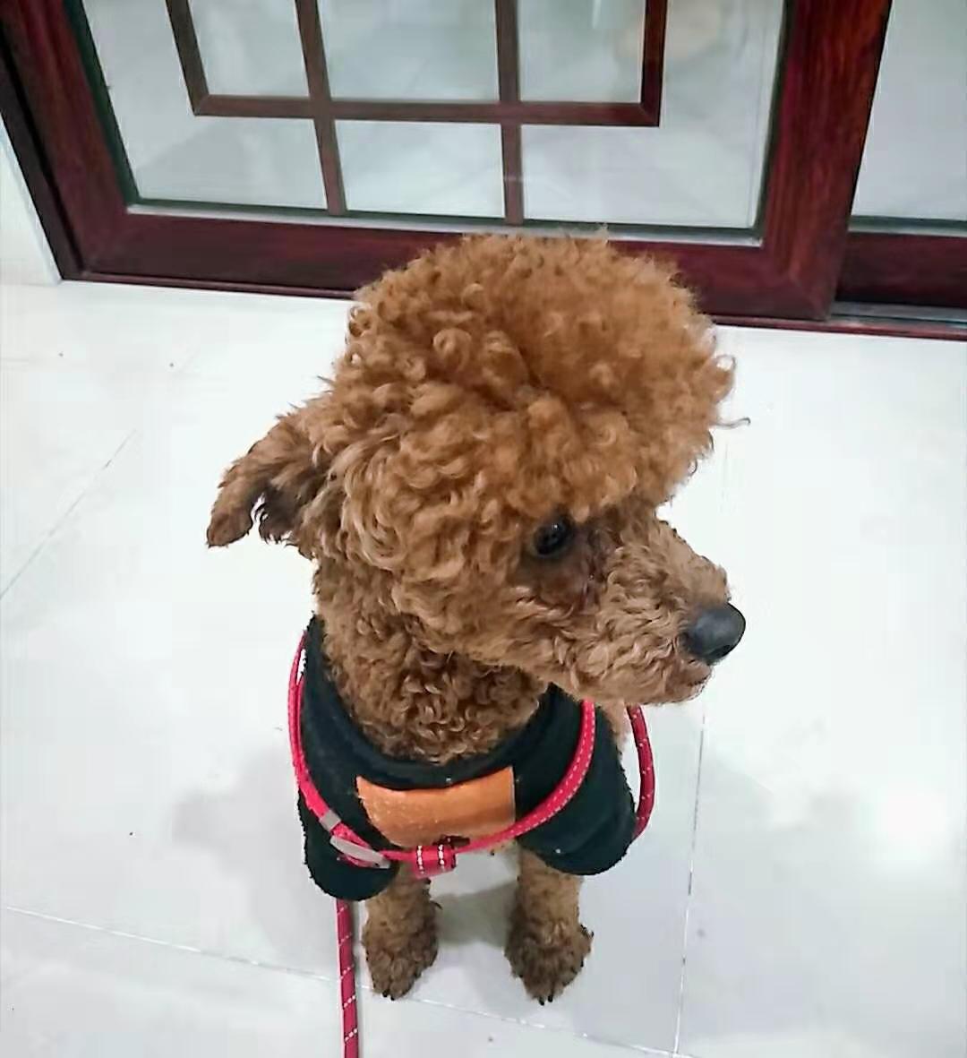 上海寻找爱狗果冻
