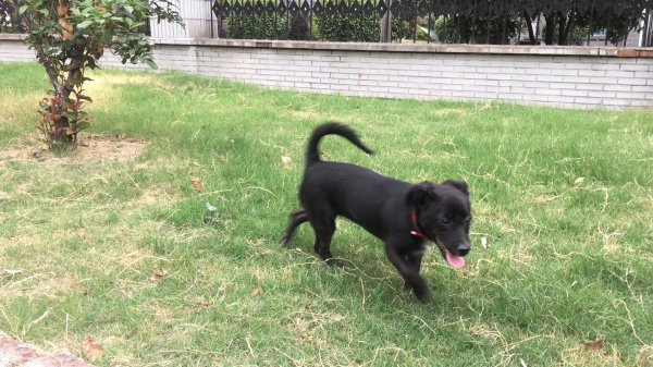 九江寻狗启事：黑毛小黑走失于滨江路新雪域附近